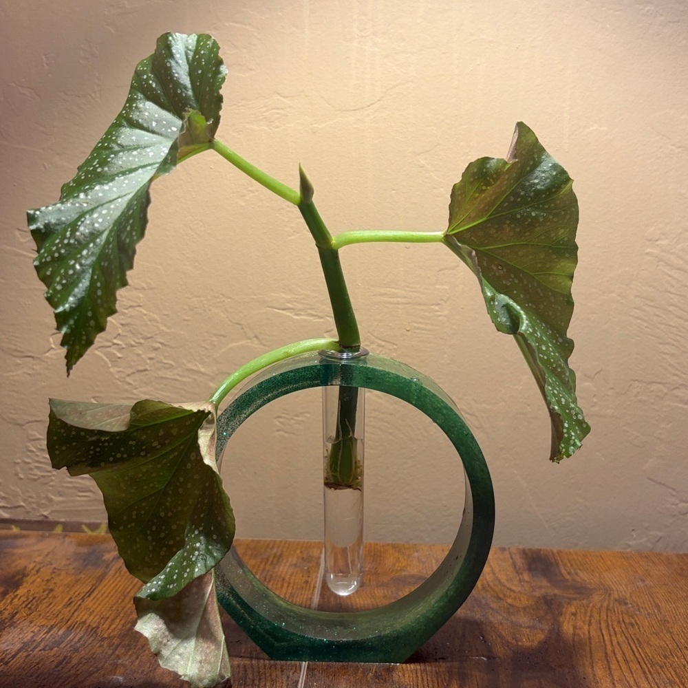 Plant Propogator Circular Plant Holder w/Tube | OS